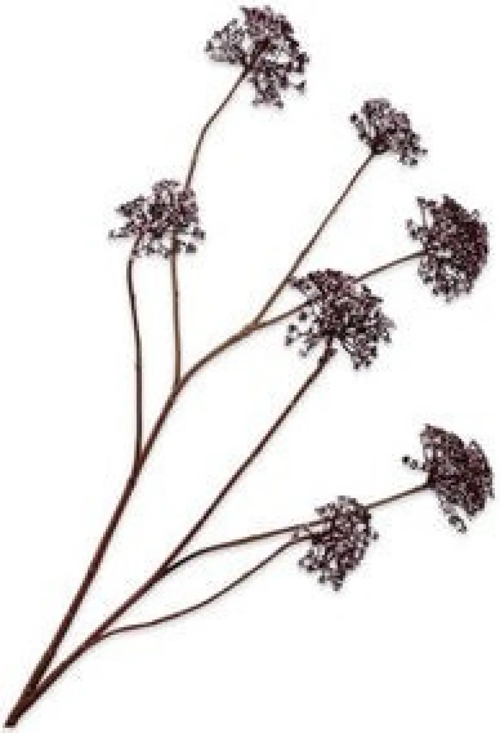 Silk-ka kunstbloem Dille bordeaux H 105 cm