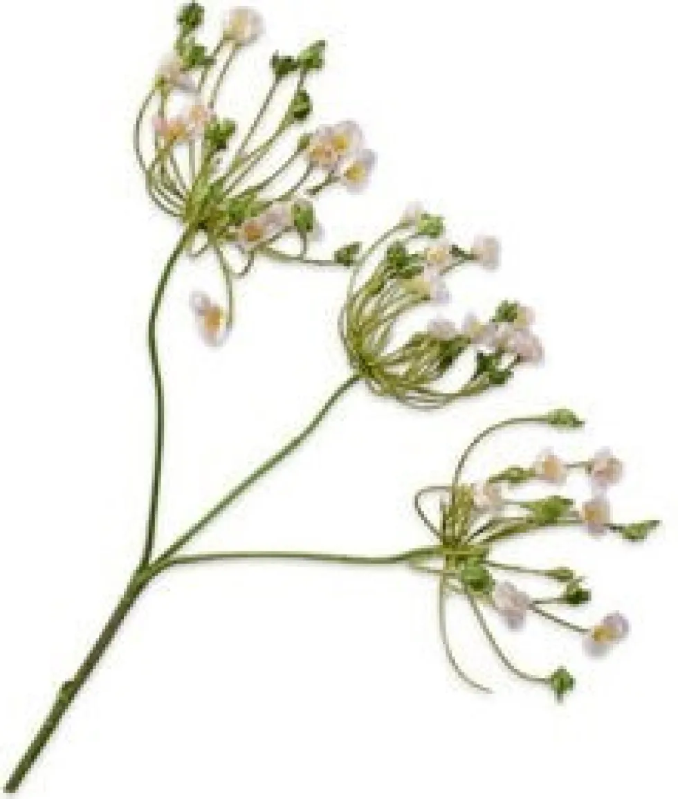 Silk-ka kunstbloem Dille Crème H 83 cm