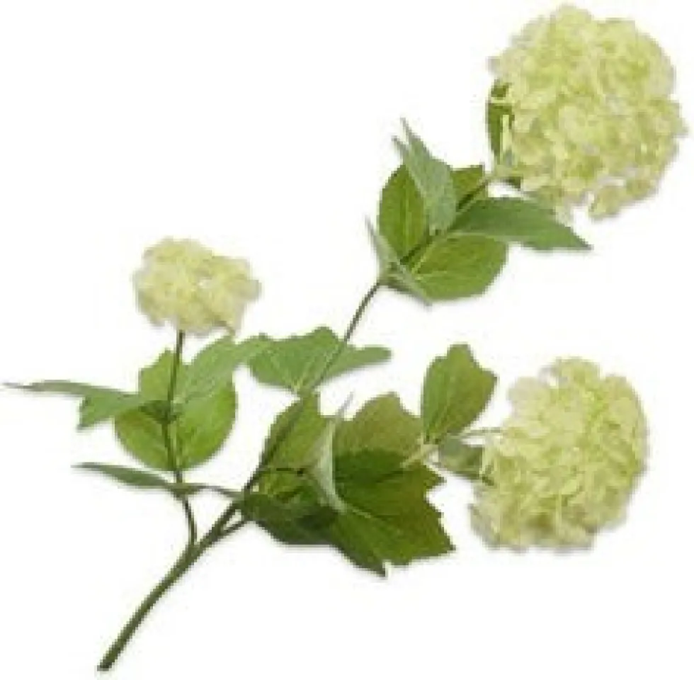 Silk-ka kunstbloem Gelderse roos groen H 61 cm