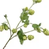 Silk-ka kunstbloem Hop groen H 77 cm