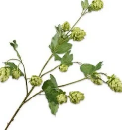Silk-ka kunstbloem Hop groen H 77 cm