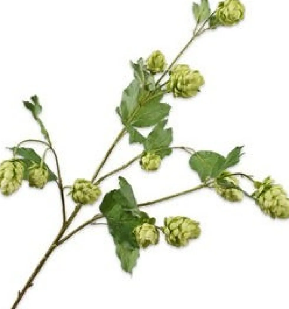Silk-ka kunstbloem Hop groen H 77 cm