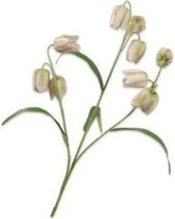 Silk-ka kunstbloem Kievietseitje wit H 70 cm