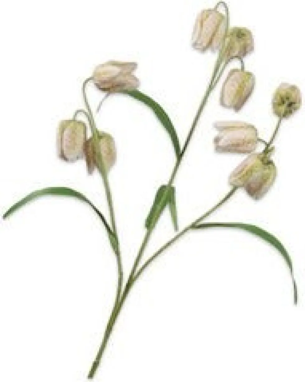 Silk-ka kunstbloem Kievietseitje wit H 70 cm