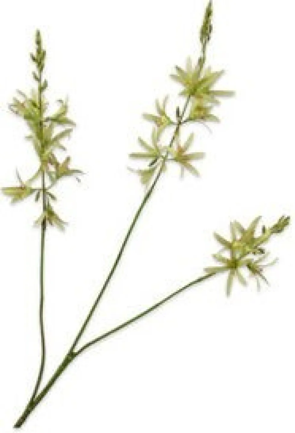 Silk-ka kunstbloem Montbresia groen H 95 cm