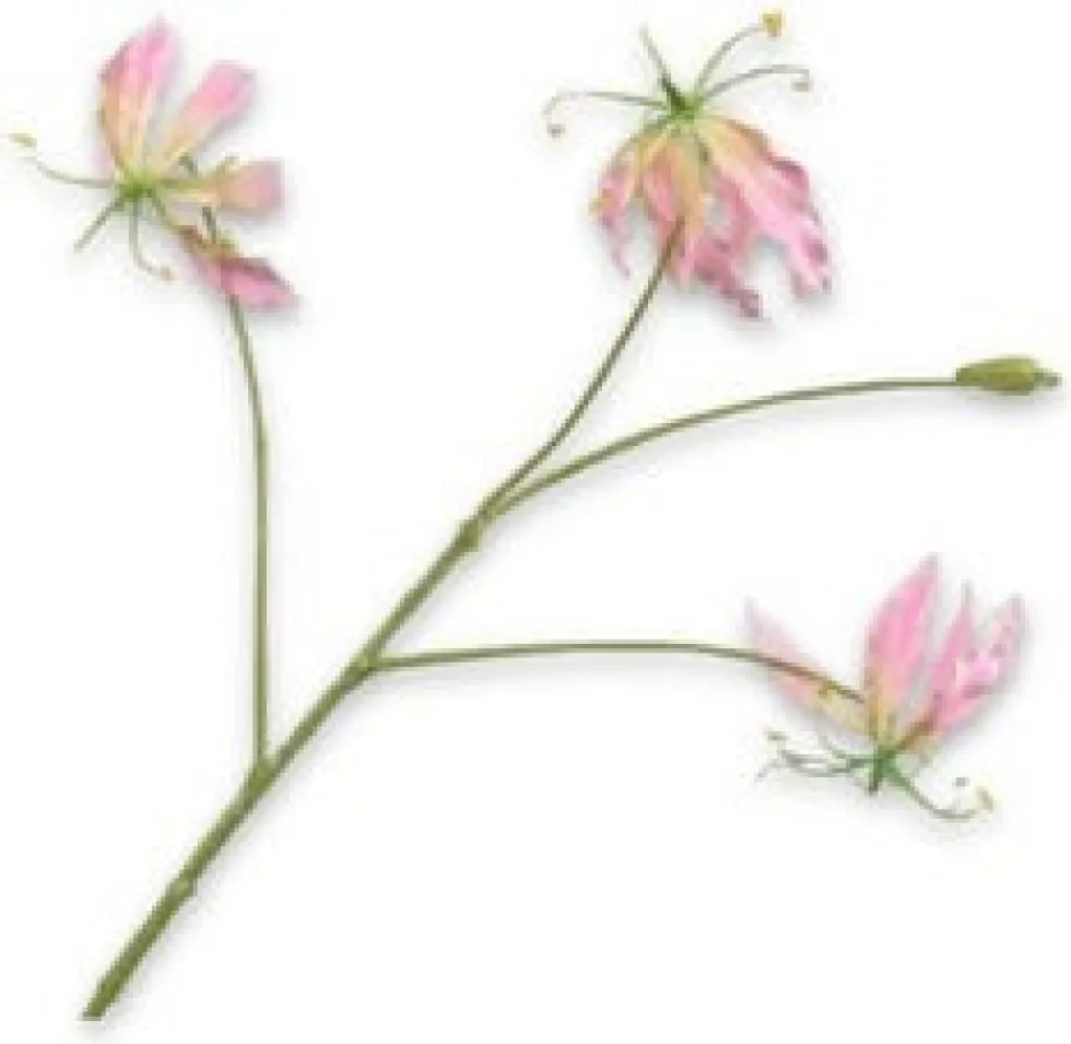 Silk-ka kunstbloem Prachtlelie roze H 70 cm