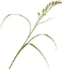 Silk-ka kunstbloem Siergras groen H 108 cm