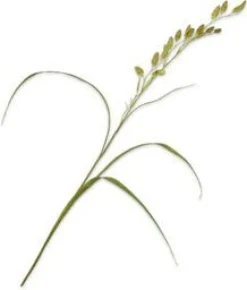 Silk-ka kunstbloem Siergras groen H 108 cm