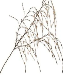 Silk-ka kunstbloem Siergras goud H 119 cm
