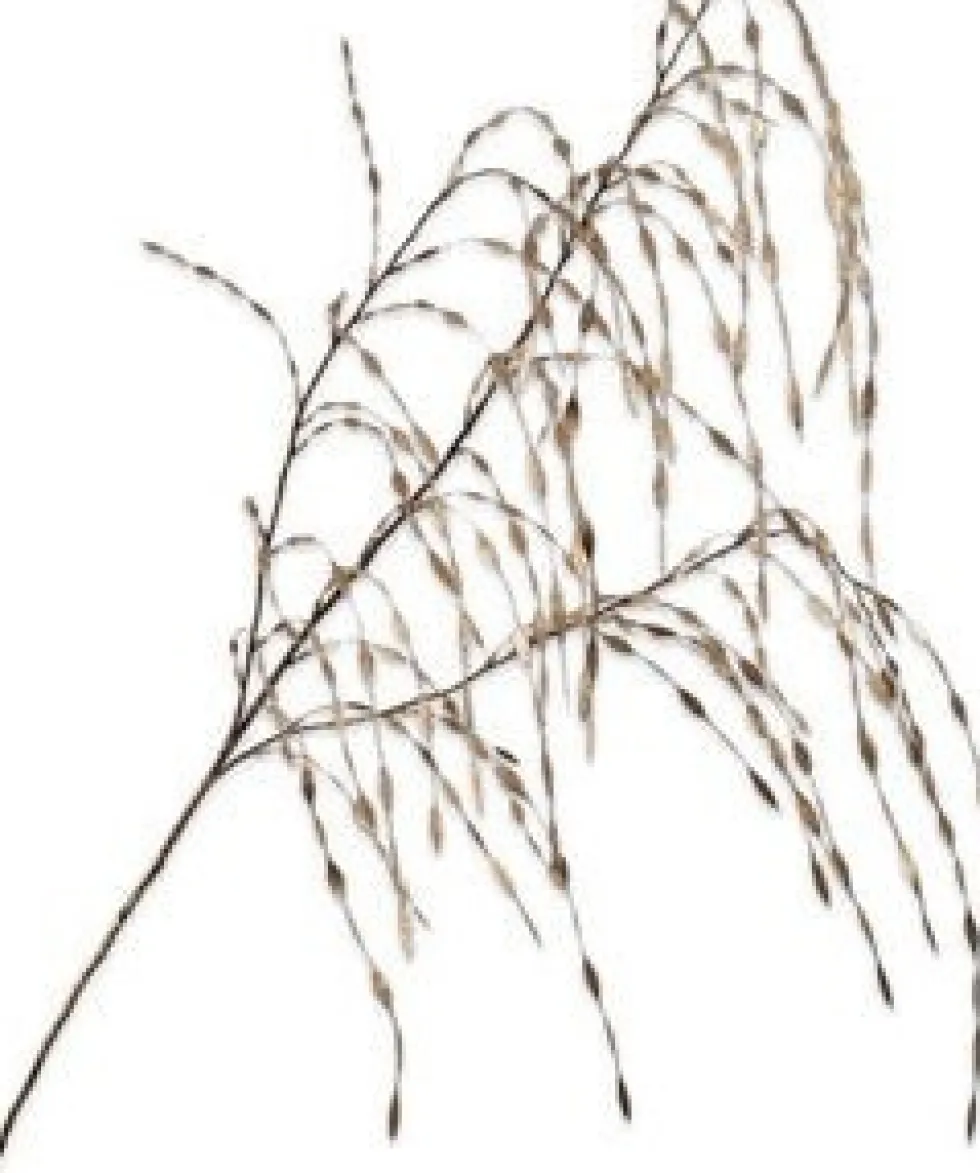 Silk-ka kunstbloem Siergras goud H 119 cm