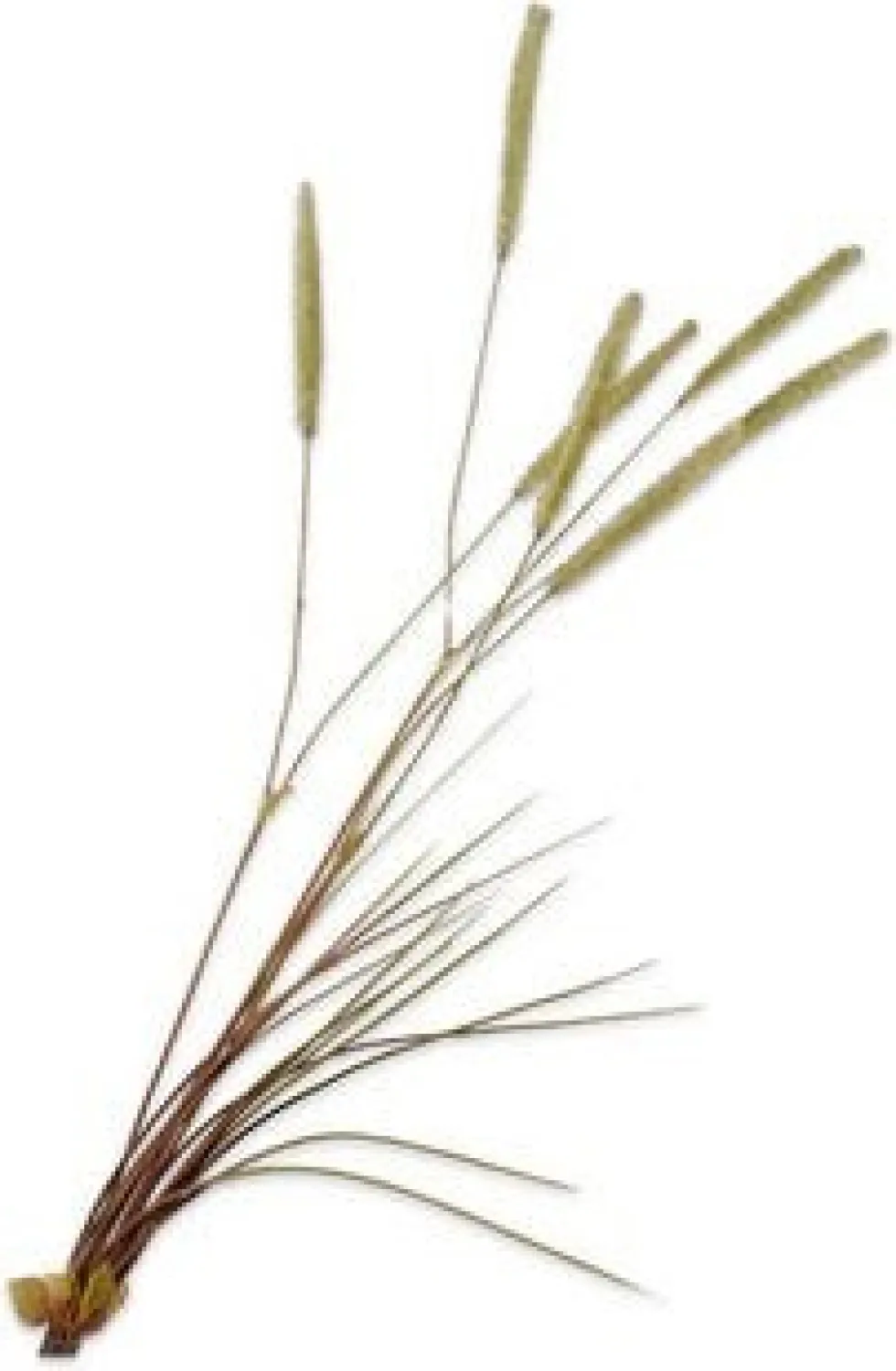 Silk-ka kunstbloem Siergras groen H 101 cm
