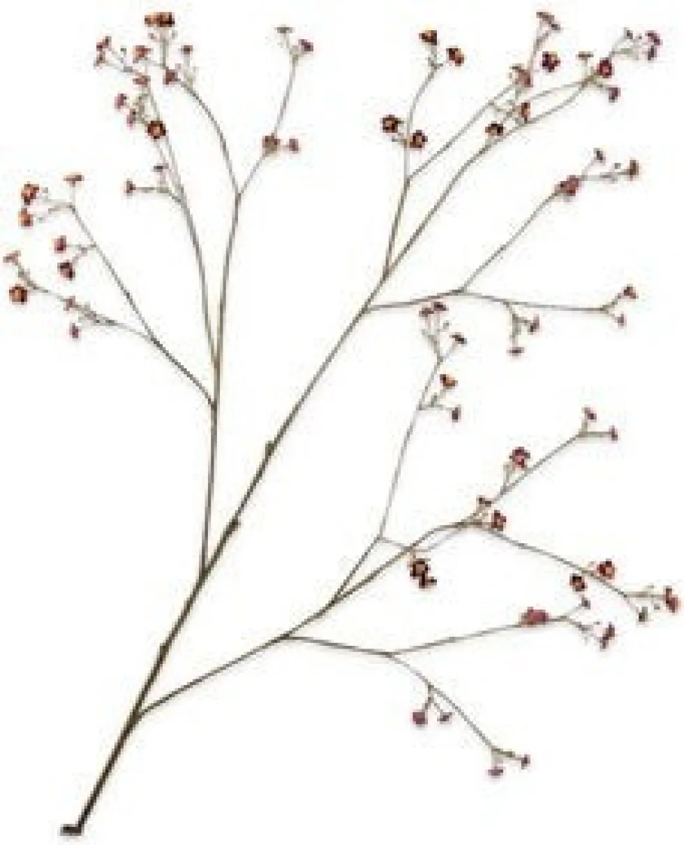 Silk-ka kunstbloem Vergeet-me-nietje paars H 132 cm