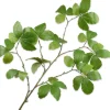 Silk-ka kunsttak Beuk groen H 126 cm
