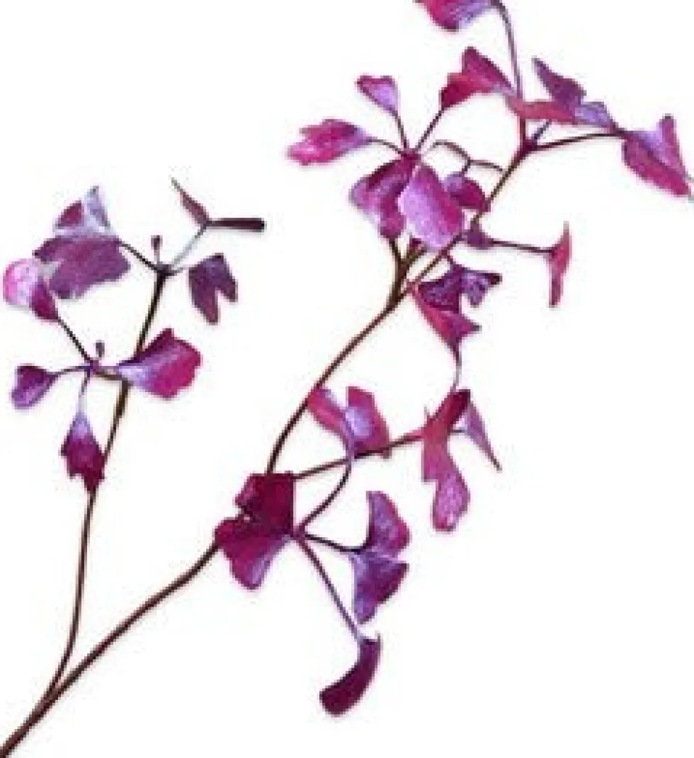Silk-ka kunsttak Ginkgo paars H 66 cm