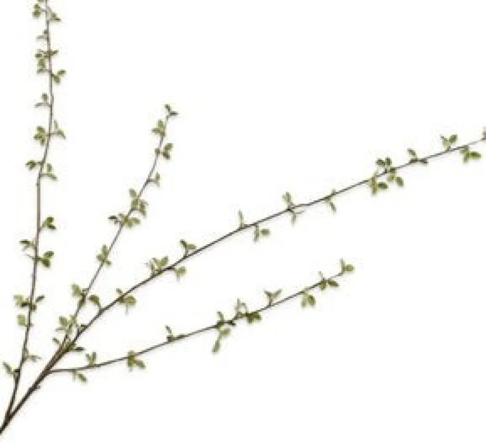 Silk-ka kunsttak Krentenboompje H 122 cm