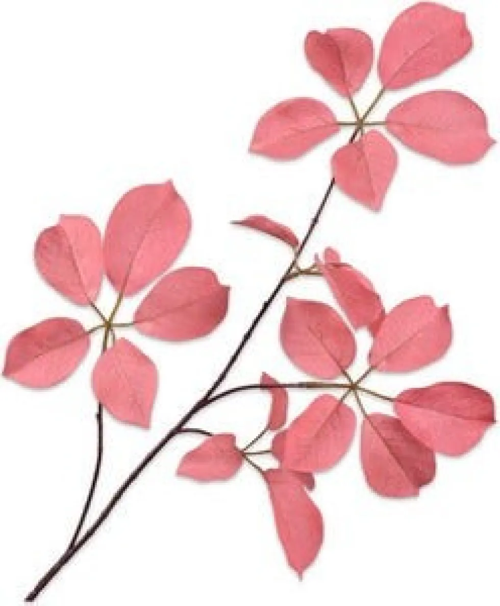 Silk-ka kunsttak Wilde Wingerd roze H 74 cm