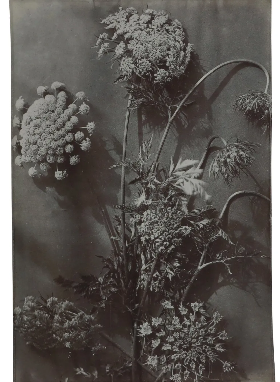 Wandkleed Ammi majus multi 105 x 136 cm